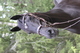 WAHLSTEN PREMIUM JUMP TRÄNS, BRUN, MÄSSING